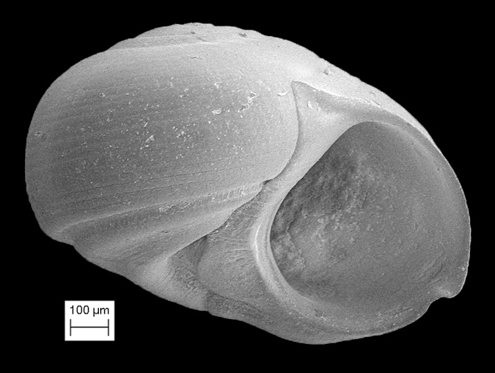 cf. Solariorbis schumoi (Vanatta, 1913)