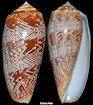 Conus vicweei Old, 1973