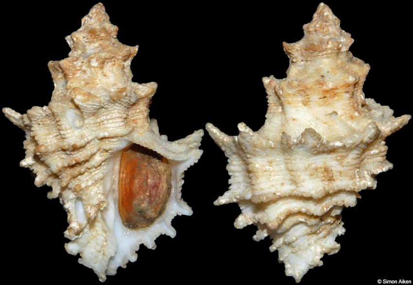 Babelomurex oldroydi (I. S. Oldroyd, 1929)