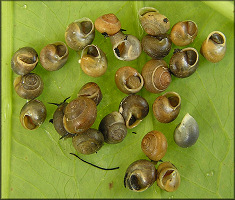 Helicina (Olygyra) orbiculata (Say, 1818) Globular Drop