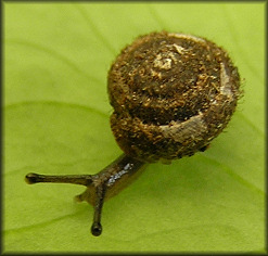 Lobosculum pustula (F�russac, 1832) Grooved Liptooth