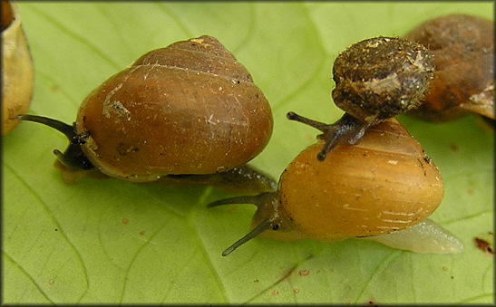 Lobosculum pustula (Frussac, 1832) Grooved Liptooth