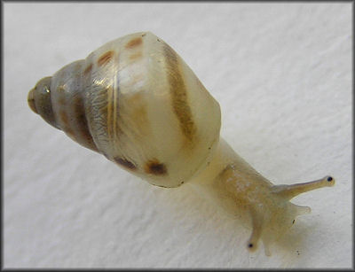 Drymaeus dormani (W. G. Binney, 1857) Manatee Treesnail Juvenile