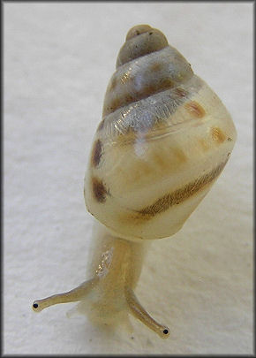 Drymaeus dormani (W. G. Binney, 1857) Manatee Treesnail Juvenile