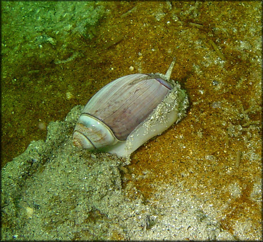 Olivella biplicata (G. B. Sowerby I, 1825) Purple Dwarf Olive