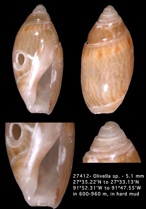 Olivella species