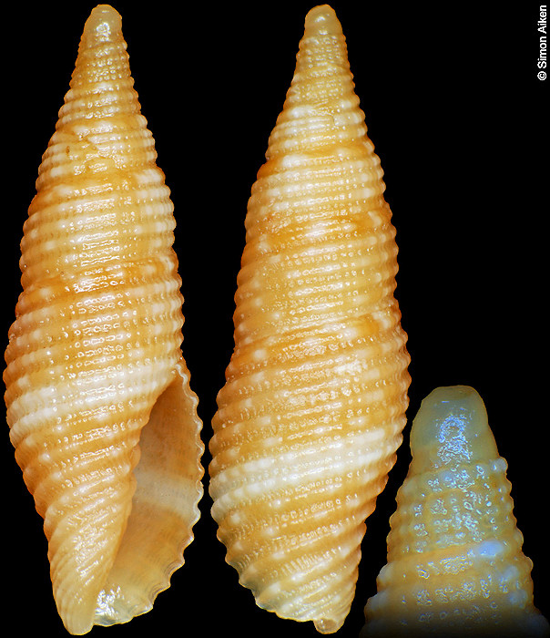 Pseudonebularia oliverai (Poppe, 2008)