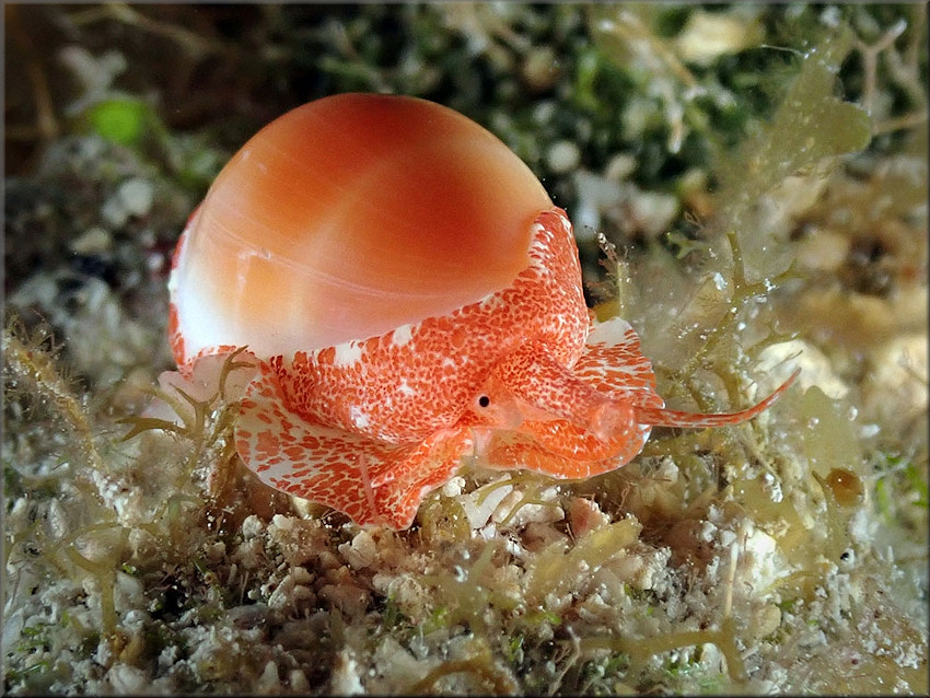 Prunum carneum (Storer, 1837) Orange Marginella