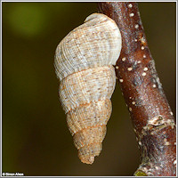 Chondropoma sp. aff. canescens L. Pfeiffer, 1851