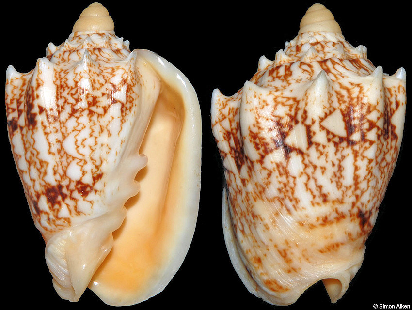 Cymbiola chrysostoma (Swainson, 1824)