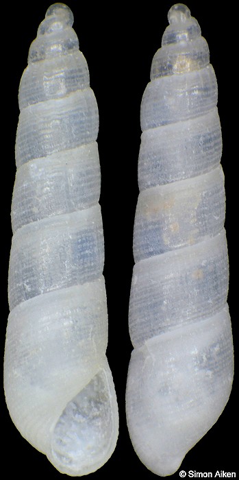 Careliopsis clausiformis (Carpenter, 1857)