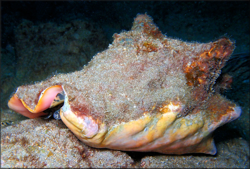 Lobatus gigas (Linnaeus, 1758) Queen Conch