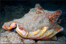 Lobatus gigas (Linnaeus, 1758) Queen Conch