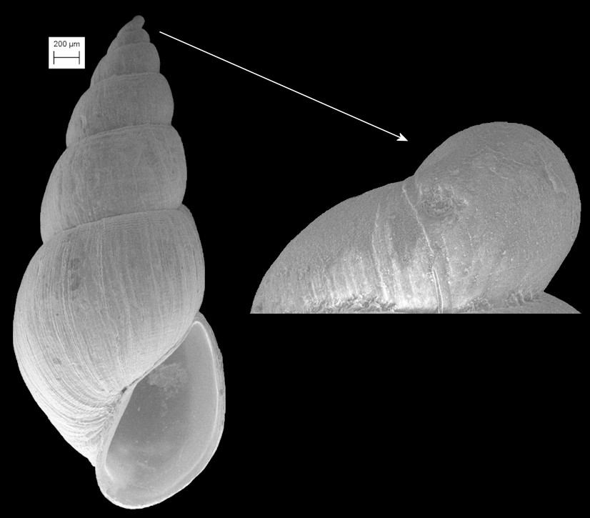 Ondina fragilis (Dall, 1892) Fossil