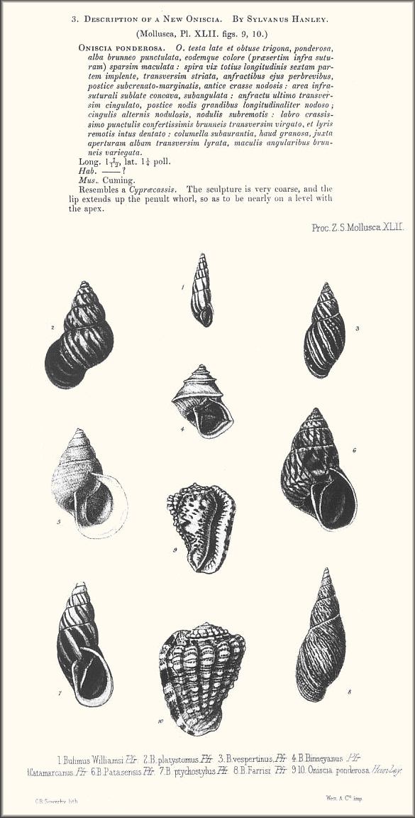 Morum ponderosum (Hanley, 1858) Original Description