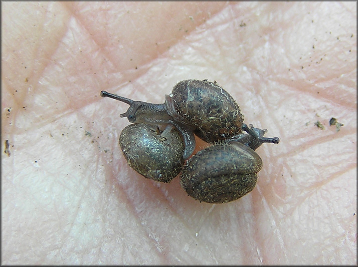     Under small decaying limb in the roadside swale, south side of Faye Road, Jacksonville, Duval Co., Florida 3/12/2011 (about 4 mm.)