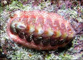 Tonicia schrammi (Shuttleworth, 1856) Gold-flecked Chiton