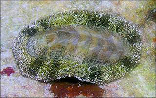 Acanthopleura granulata (Gmelin, 1791) West Indian Fuzzy Chiton