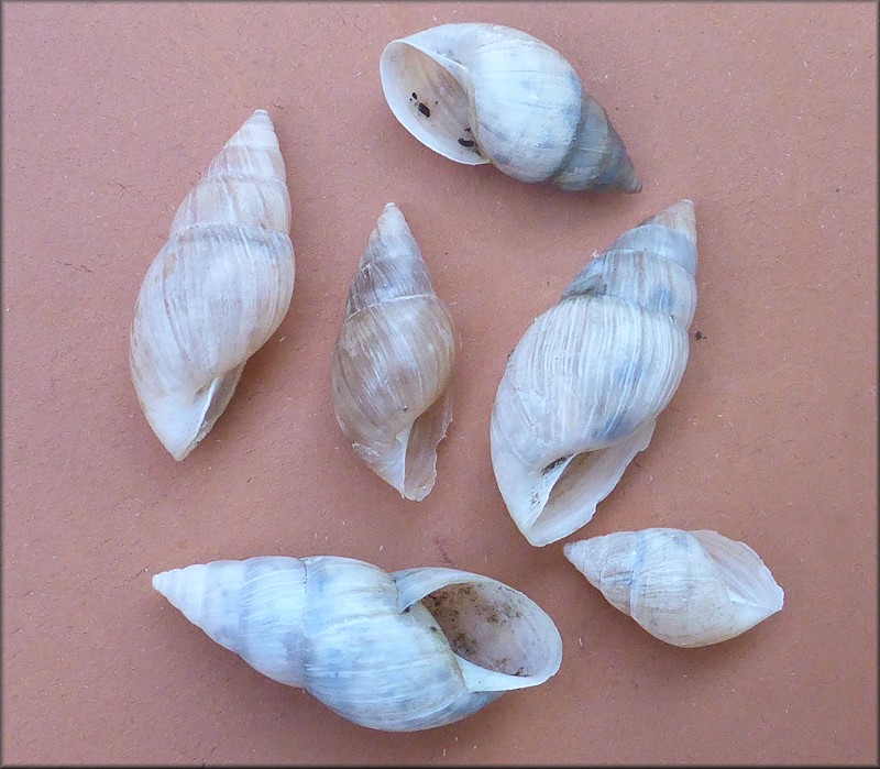 Bulimulus sporadicus In The 1400 Block Of State Road 21, Orange Park, Clay County, Florida