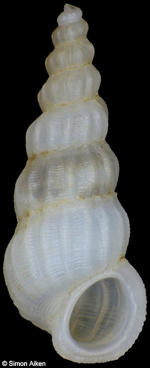 Opalia mammosa (Melvill and Standen, 1903)