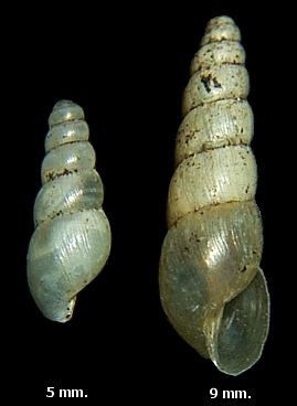 Opeas pyrgula Schmacker and Boettger, 1891 Sharp Awlsnail