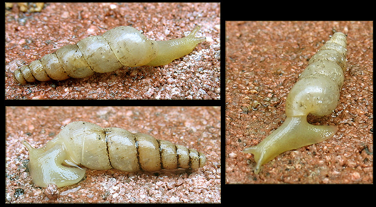 Opeas pyrgula Schmacker and Boettger, 1891 Sharp Awlsnail