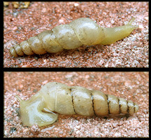 Opeas pyrgula Schmacker and Boettger, 1891 Sharp Awlsnail