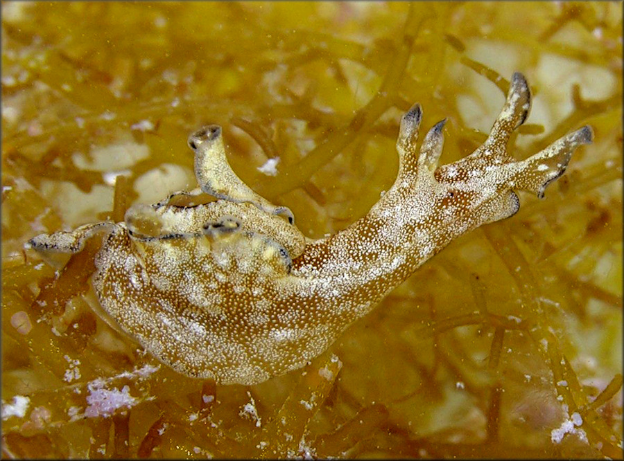 Aplysia parvula Mørch, 1863 Pygmy Seahare