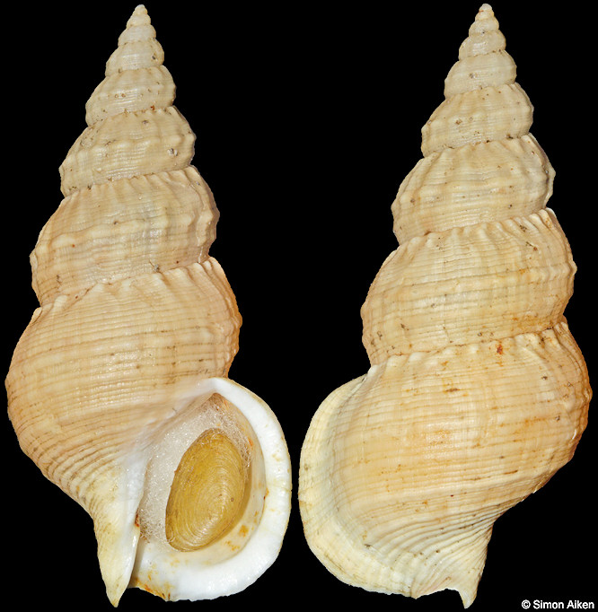 Buccinum opisoplectum Dall, 1907