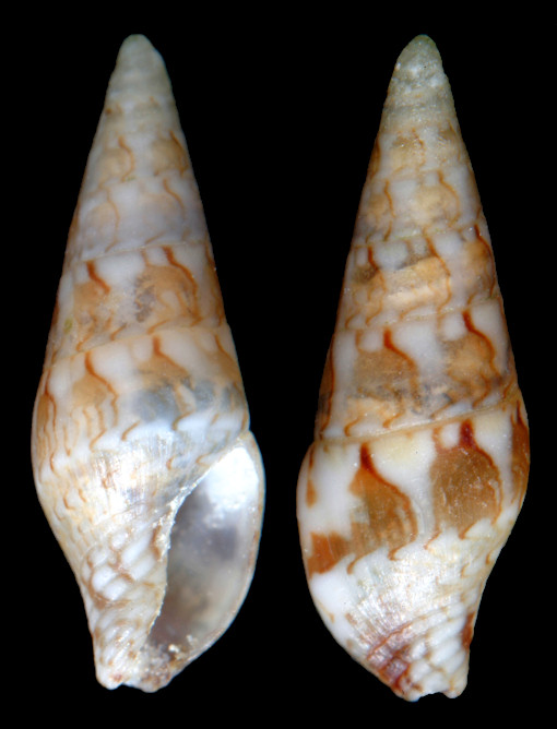 Columbellopsis nycteis (Duclos, 1846) Fenestrate Dovesnail