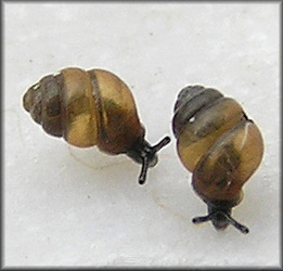 Vertigo oralis Sterki, 1898 Living Specimens