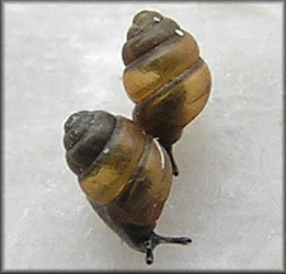 Vertigo oralis Sterki, 1898 Living Specimens