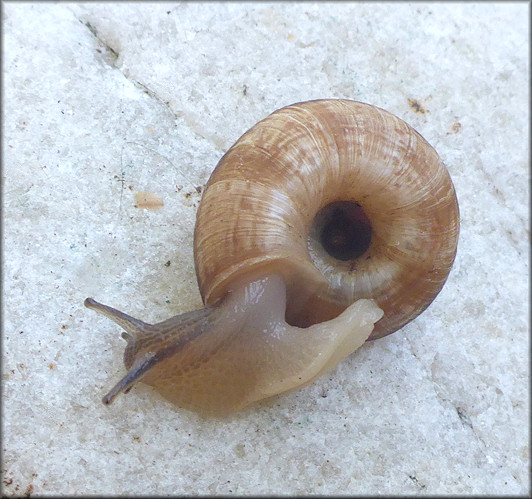 Oreohelix strigosa (Gould, 1846) Rocky Mountainsnail