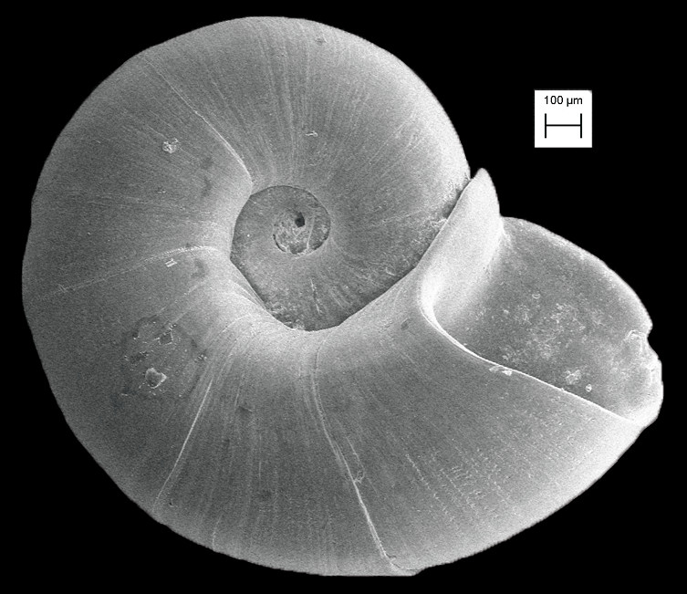 Hyalogyrina depressa Hasegawa, 1997