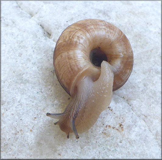 Oreohelix strigosa (Gould, 1846) Rocky Mountainsnail