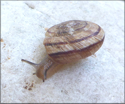 Oreohelix strigosa (Gould, 1846) Rocky Mountainsnail