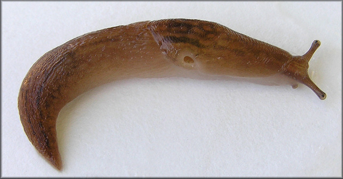 Ambigolimax  valentianus (Frussac, 1821) Three-band Garden Slug