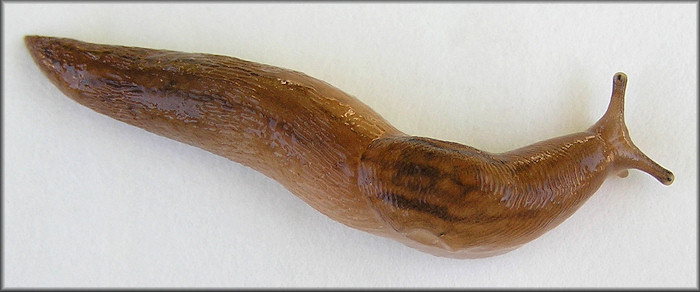 Ambigolimax  valentianus (Frussac, 1821) Three-band Garden Slug