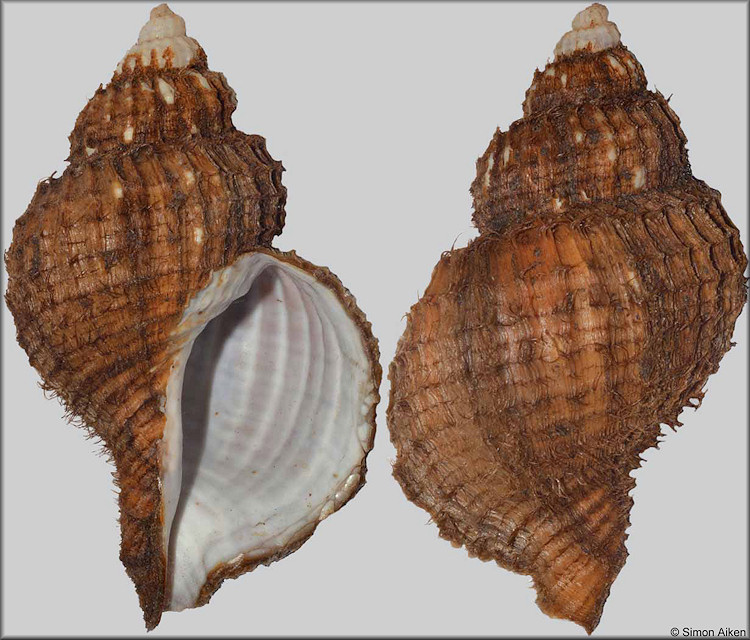 Fusitriton oregonensis (Redfield, 1846)