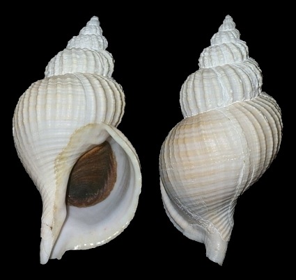 Fusitriton oregonensis (Redfield, 1846)