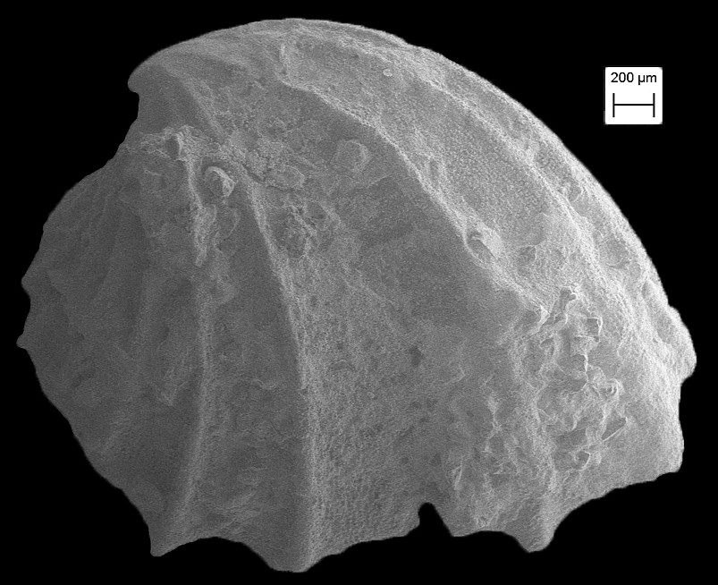 Trigonulina ornata d'Orbigny, 1853 Ornate Verticord