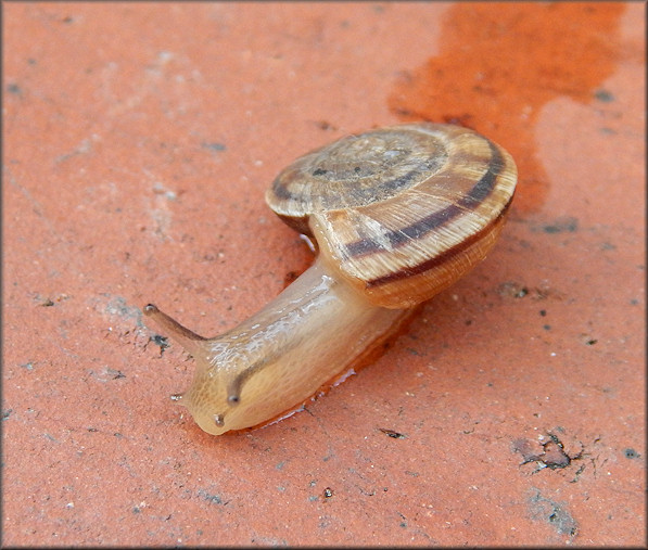 Oreohelix strigosa (Gould, 1846) Rocky Mountainsnail Juvenile