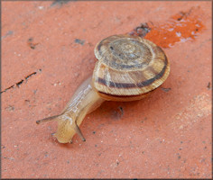 Oreohelix strigosa (Gould, 1846) Rocky Mountainsnail Juvenile