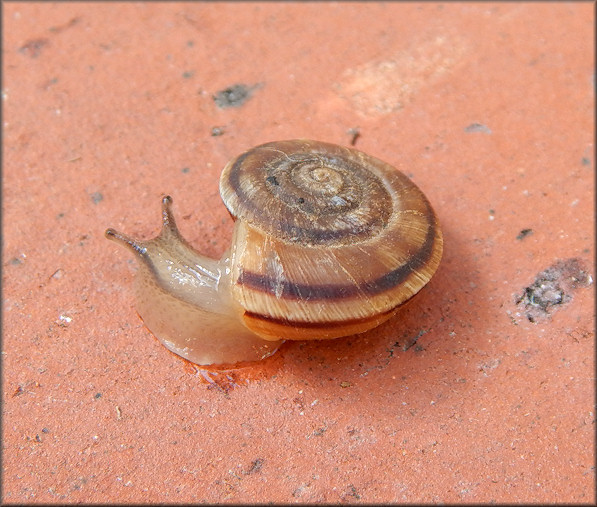 Oreohelix strigosa (Gould, 1846) Rocky Mountainsnail Juvenile