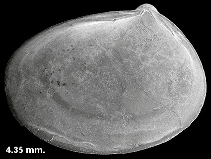 Orobitella floridana (Dall, 1899) Giant Montacutid