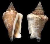 Canarium urceus orrae (Abbott, 1960)