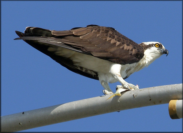 Pandion haliaetus Osprey 