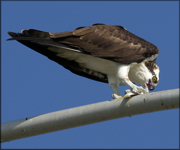 Pandion haliaetus Osprey 