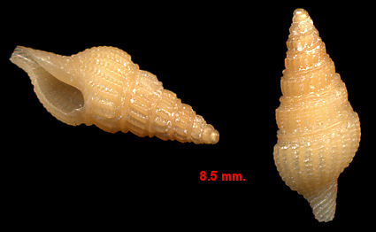 Pyrgospira ostrearum (Stearns, 1872) Oyster Turris