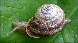 Otala punctata (Mller, 1774)